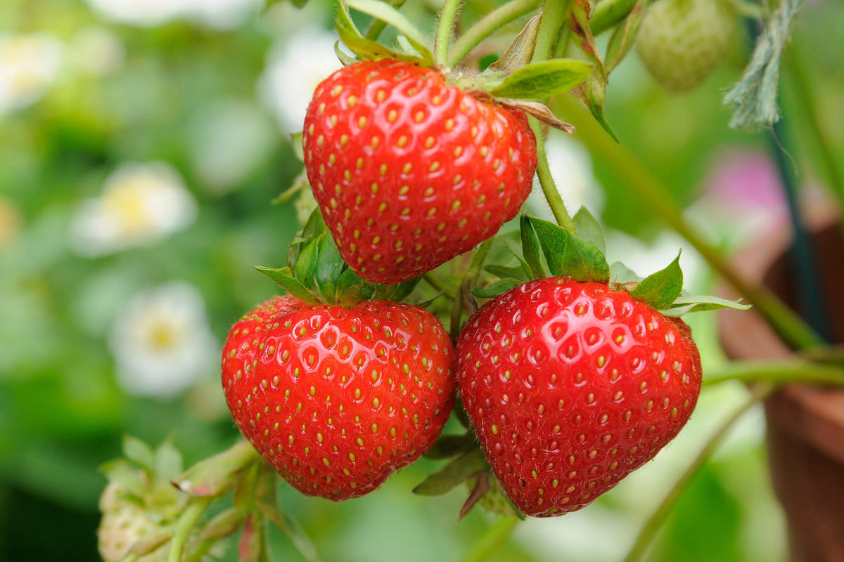 Fresh English strawberries on the plant